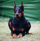 Dobermann 2